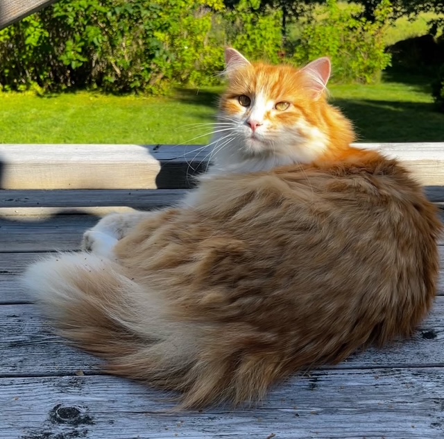 Sibirisk katt Flynn